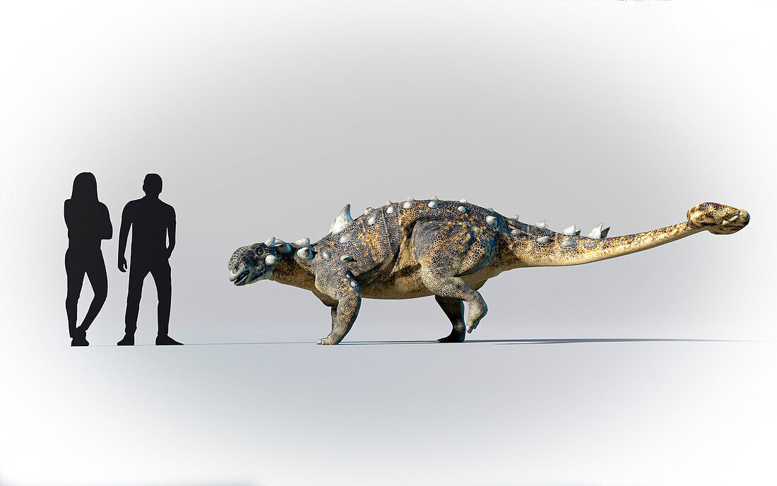 Humans compared to Euoplocephalus