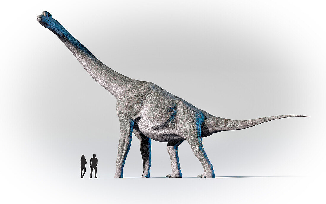 Humans compared in scale to Brachiosaurus