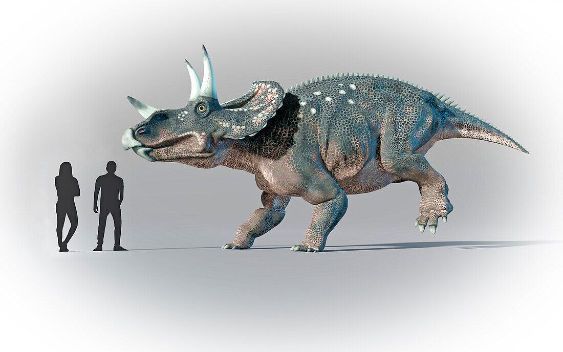 Humans compared in scale to Triceratops