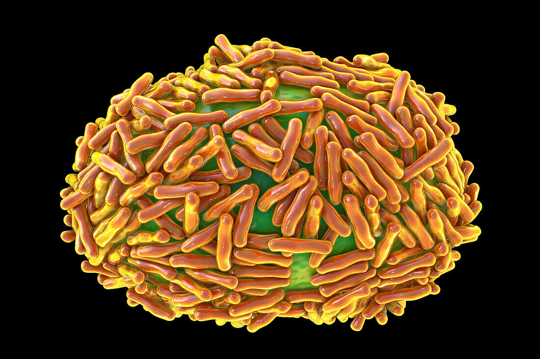 Monkeypox virus particles, illustration