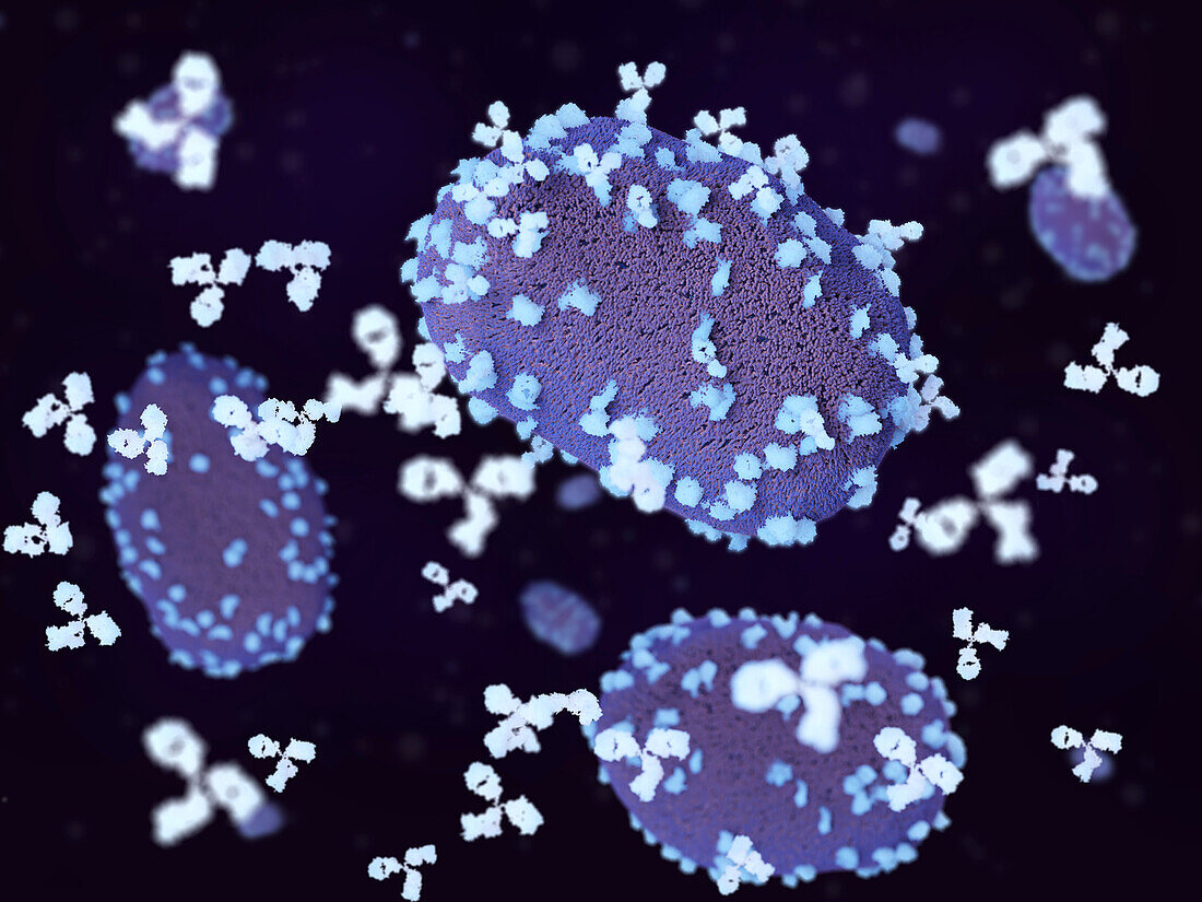 Antibodies attacking monkeypox viruses, illustration