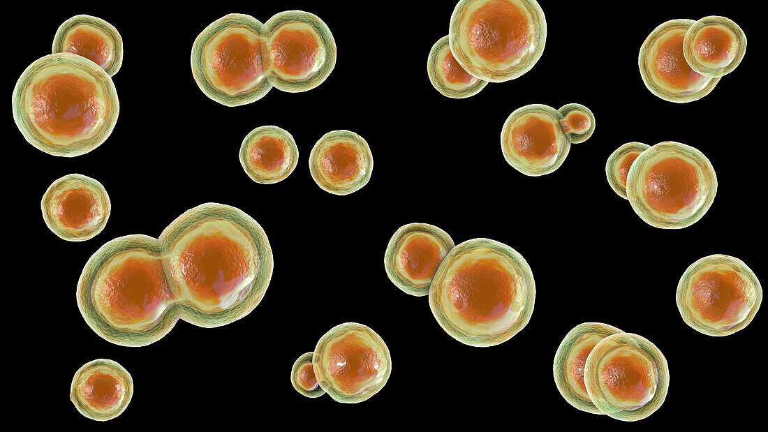 Blastomyces fungus, illustration