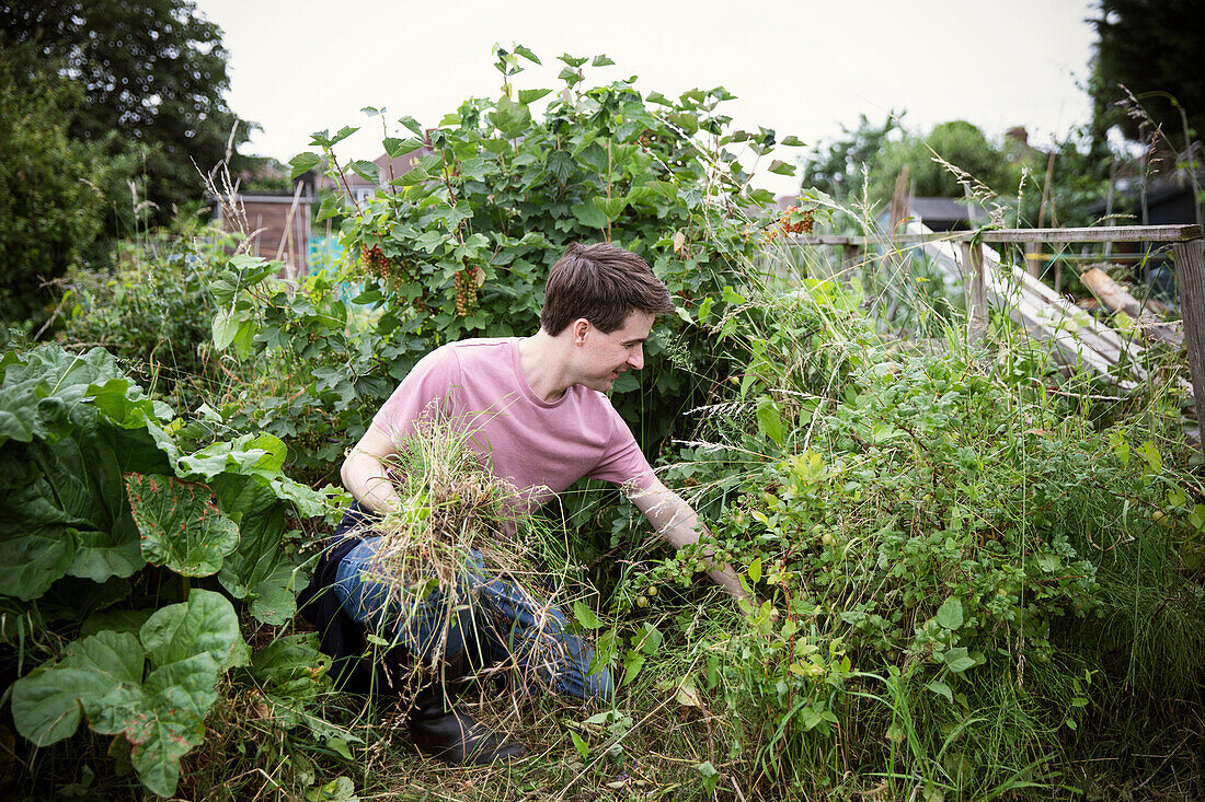 Man pulling weeds on allotment