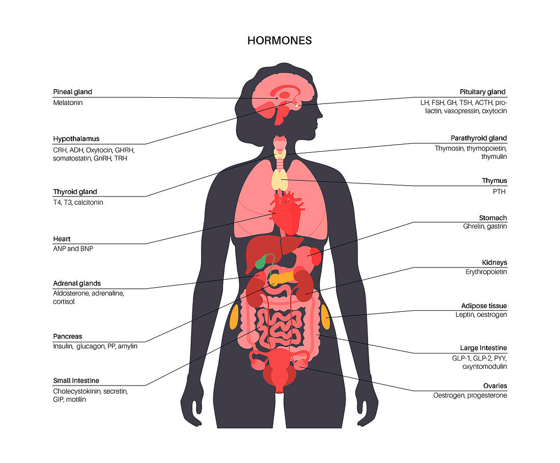 Human hormones, illustration