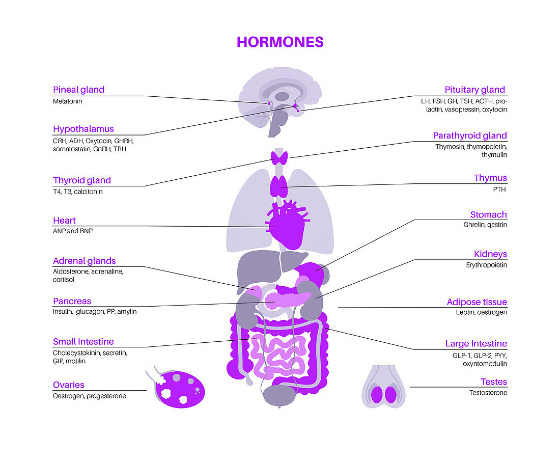 Human hormones, illustration