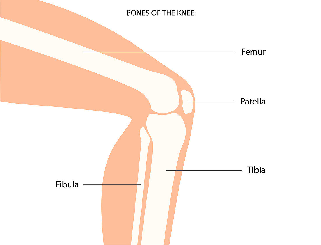 Knee anatomy, illustration