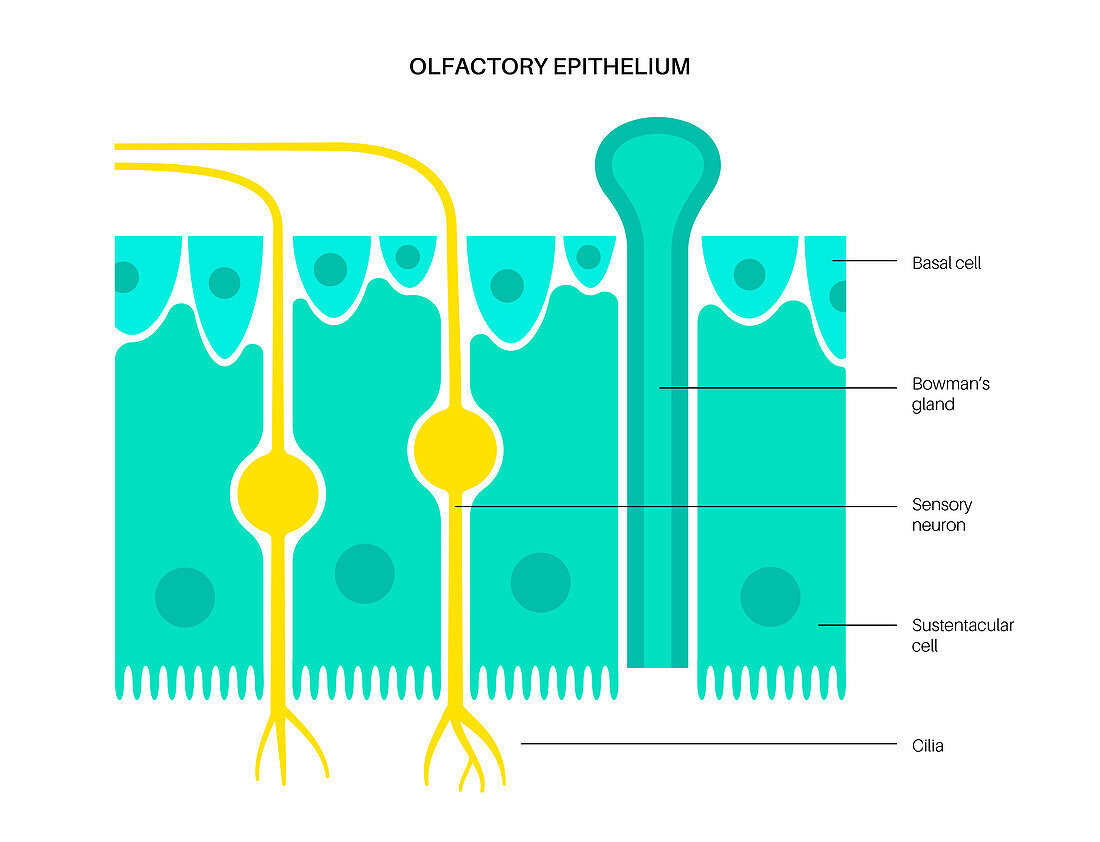 Olfactory epithelium, illustration