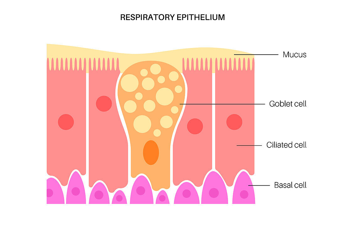 Nasal epithelium, illustration