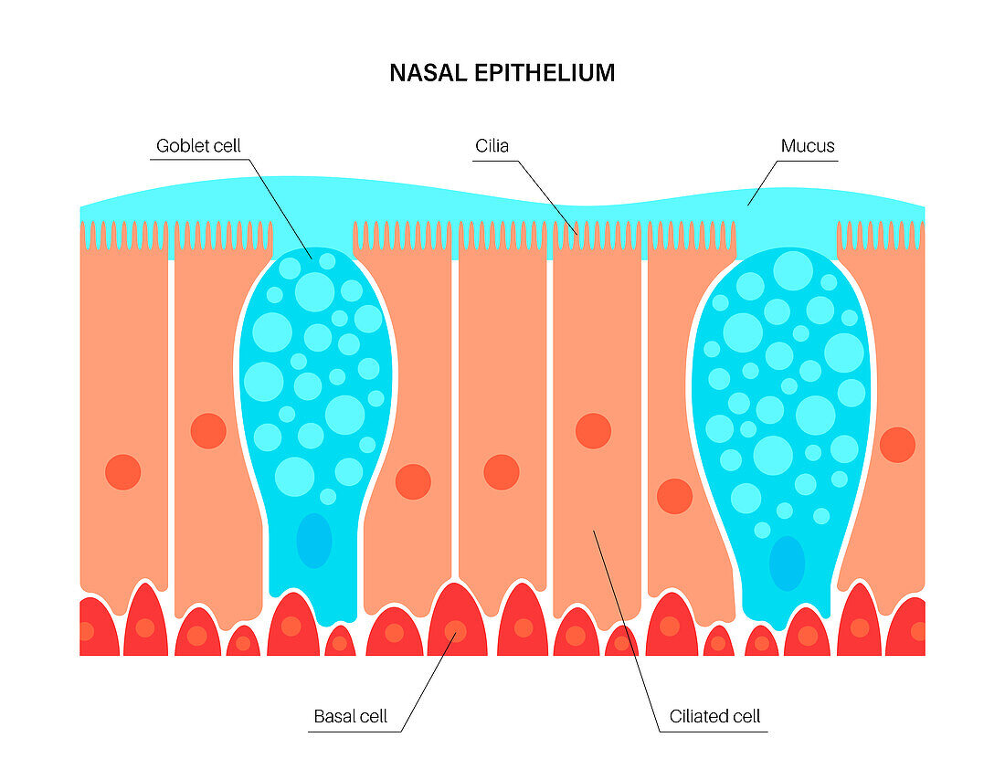 Nasal epithelium, illustration