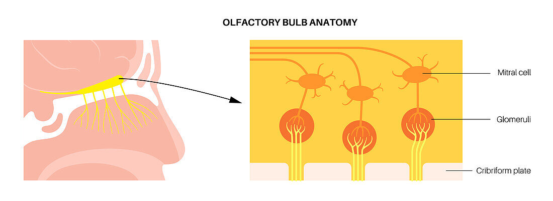 Olfactory bulb anatomy