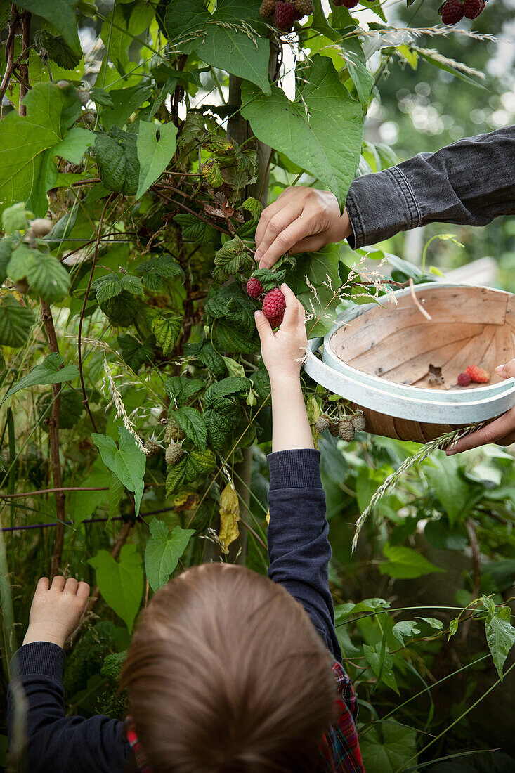 Toddler boy reaching for raspberry on plant