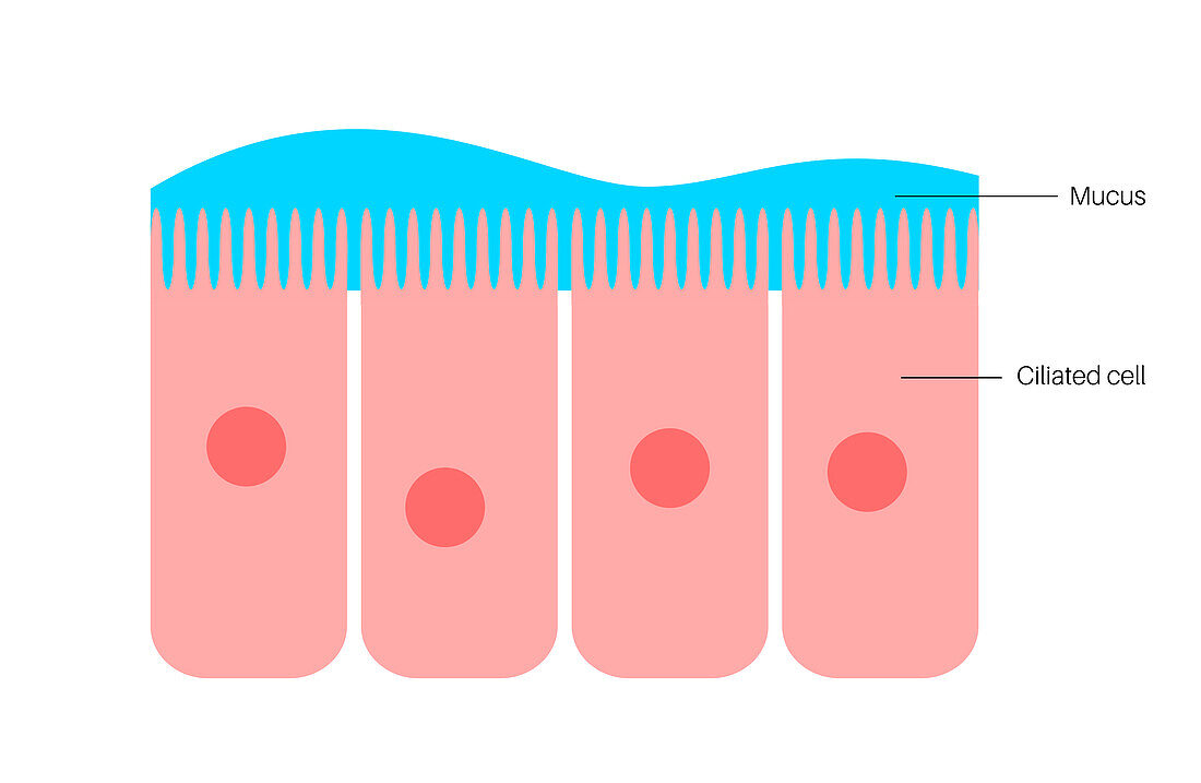 Nasal epithelium, illustration