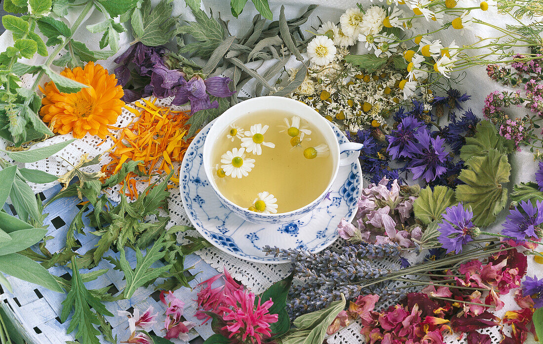 A cup of camomile tea surrounded by different herbs