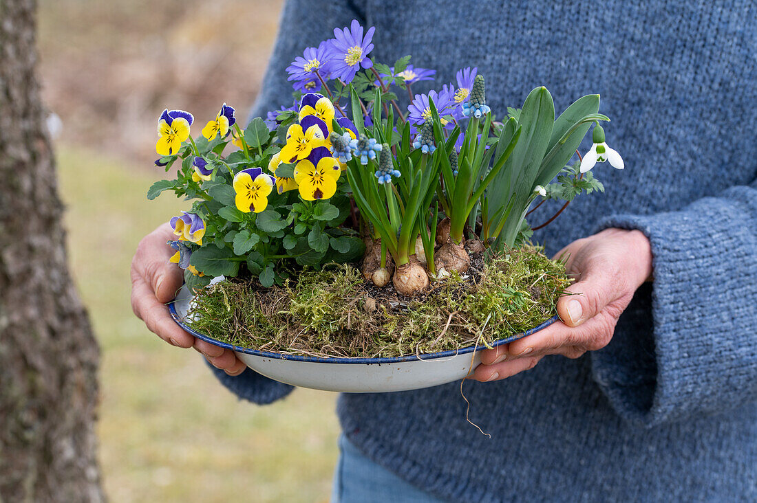 Balkan-Windröschen (Anemone blanda), Schneeglöckchen (galanthus), Veilchen (Viola) und Traubenhyazinthen (muscari) in Blumenschale