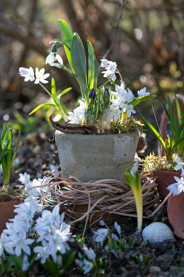 Snowdrops (galanthus), striped squill, Puschkinia (Puschkinia scilloides), Spring flowers in the garden