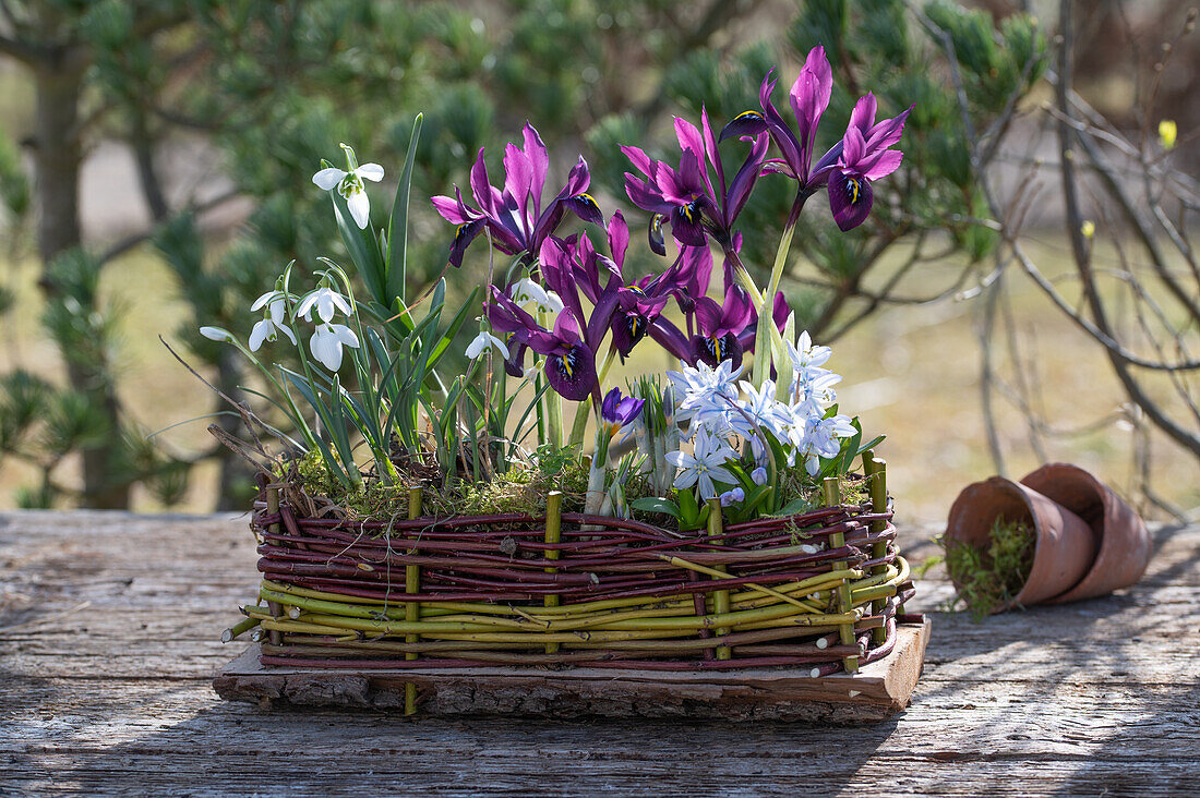 Spring decoration with purple Iris reticulata, snowdrops (galanthus), Striped squill (Puschkinia scilloides) in a in wicker box
