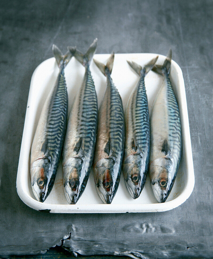 Five fresh mackerel