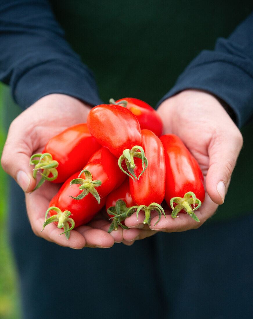 Man holding ripe San Marzano tomatoes