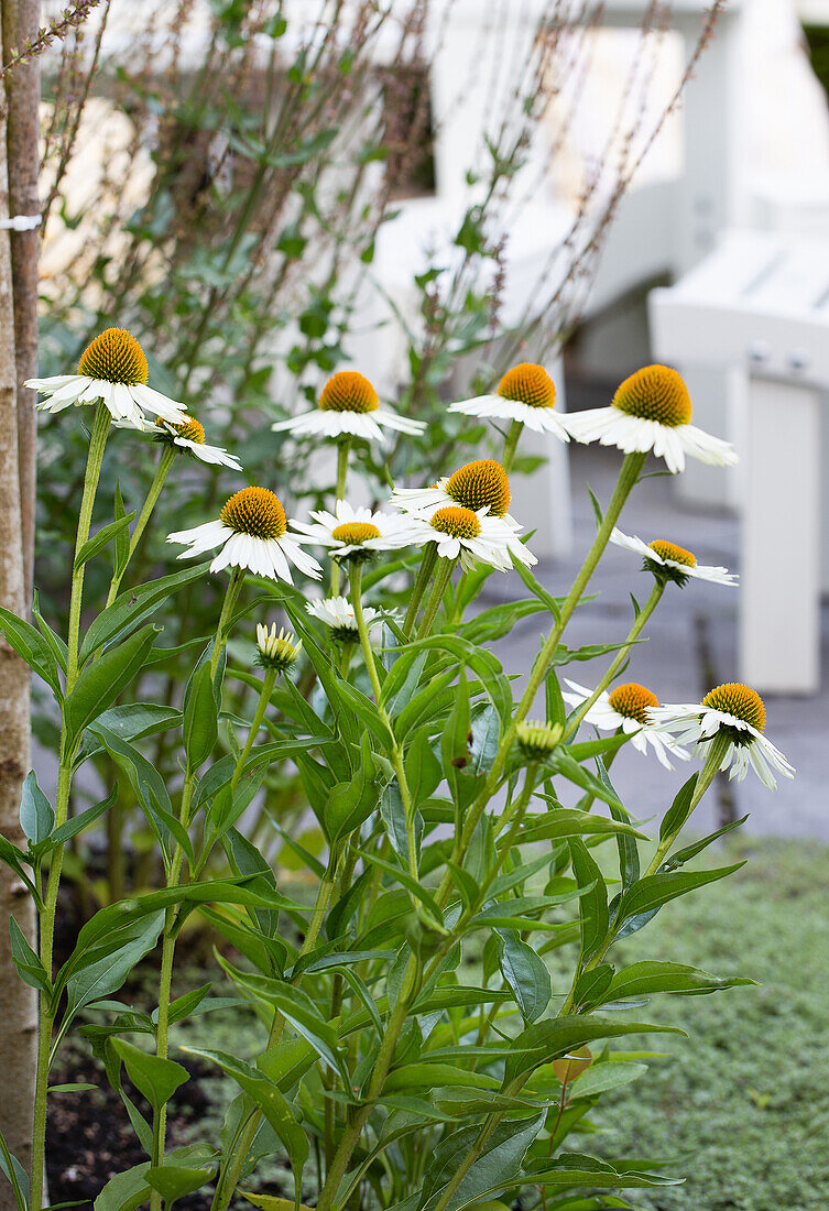 Weißer Sonnenhut (Echinacea purpurea) 'Alba'