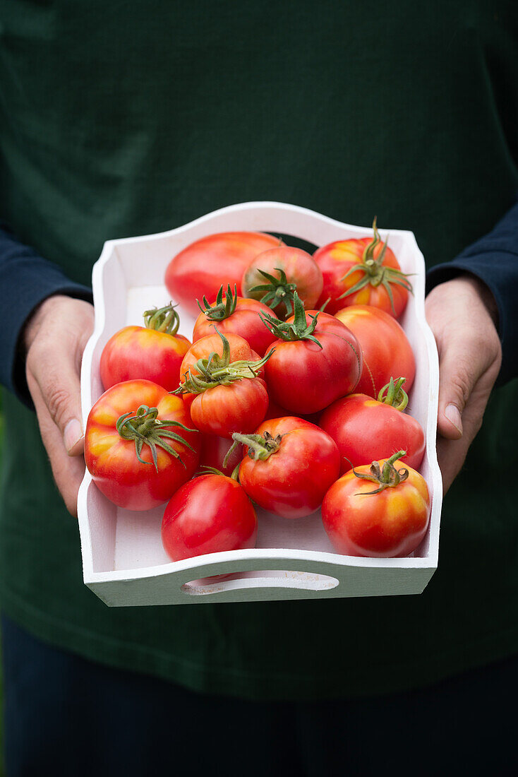 Man holding tray of oxheart tomatoes