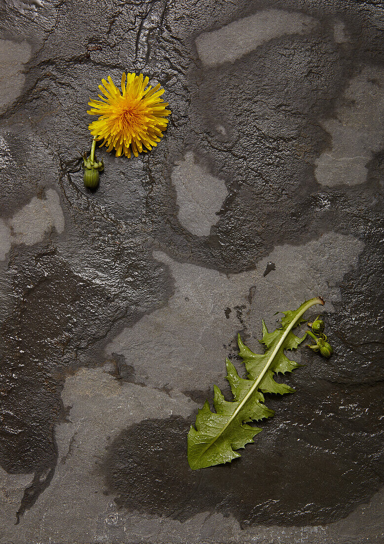 Dandelion flower, bud and leaf on wet slate
