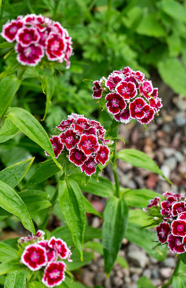 Sweet William in a garden