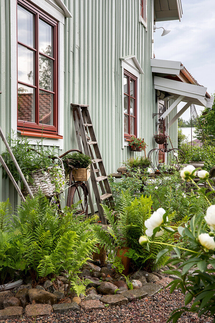 Fern in a flower bed in front of an old bicycle leaning against a houses exterior wall