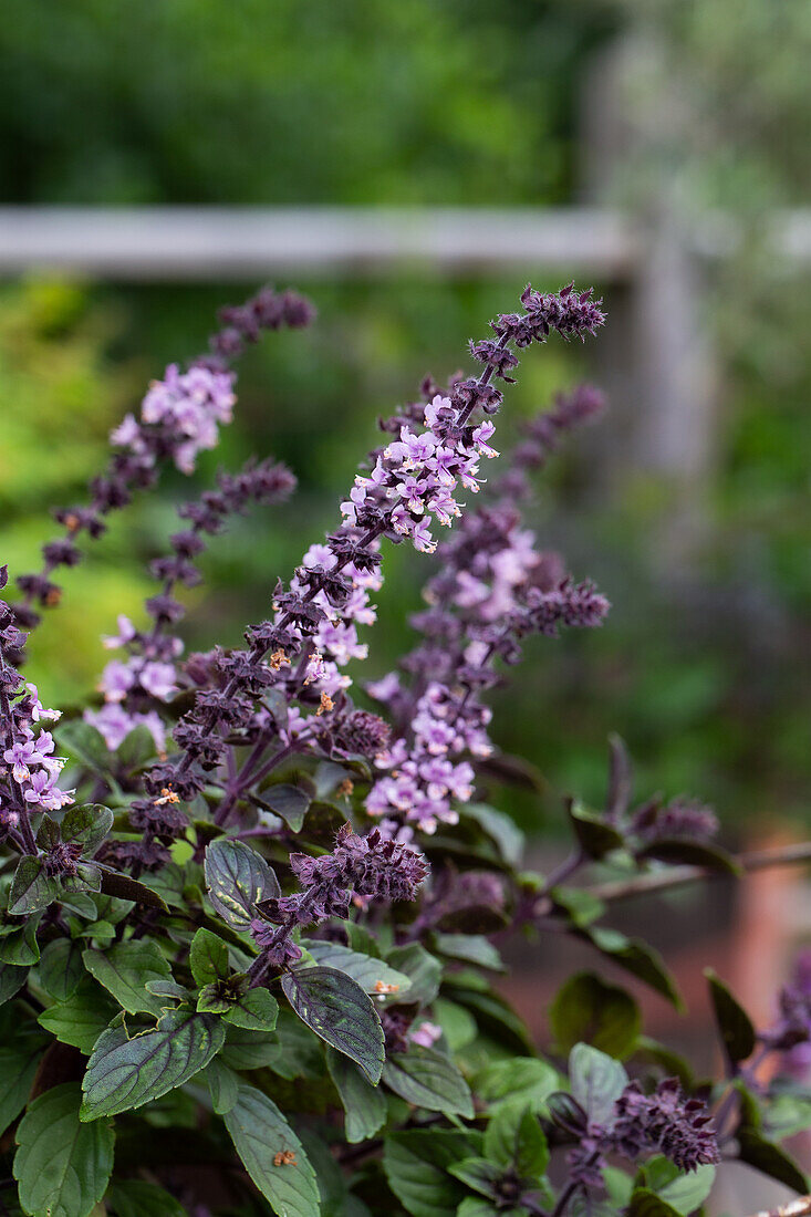 Flowering basil 'Yemenite'