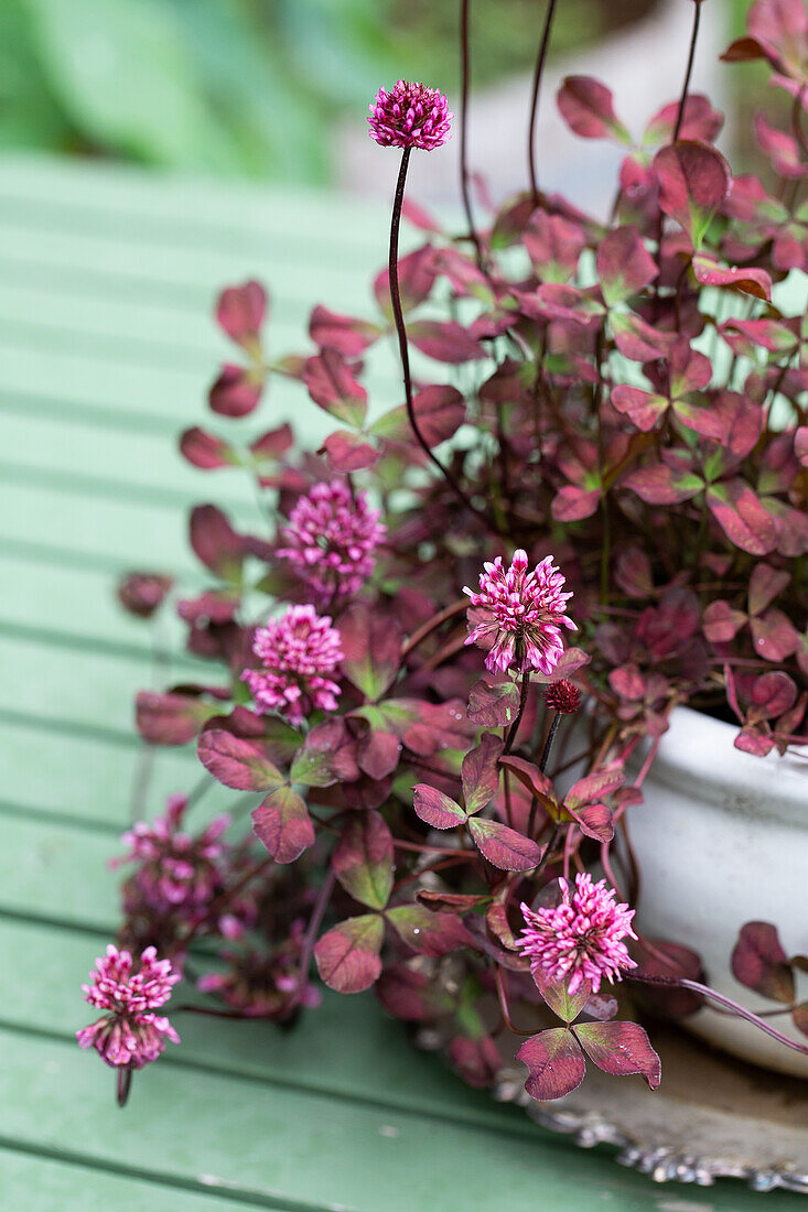 Red-leaved clover (Trifolium)