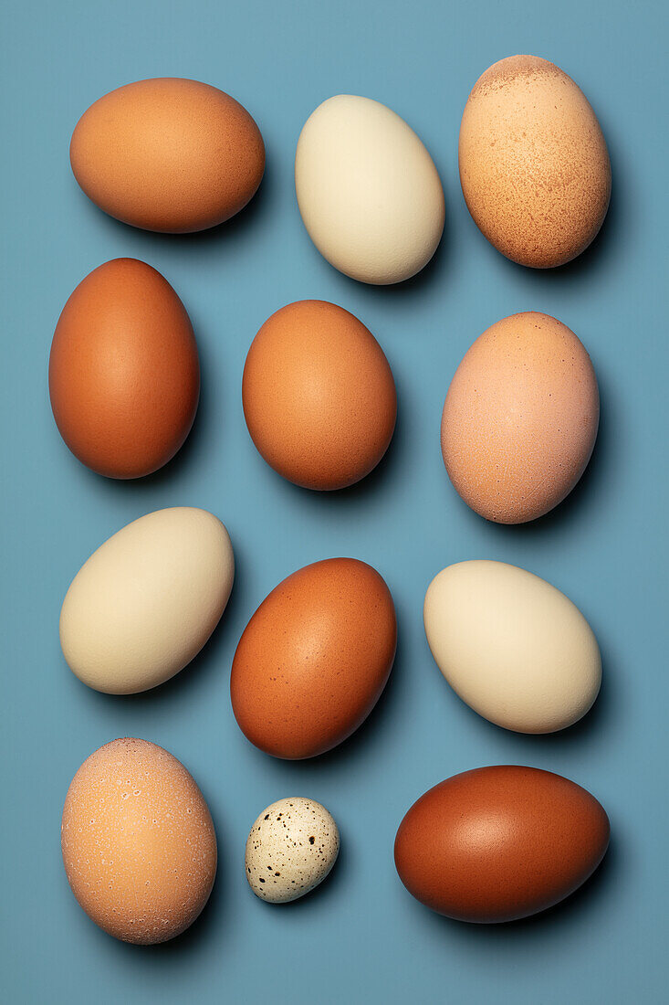 Frische braune und weiße Hühnereier und ein Wachtelei auf blauem Untergrund