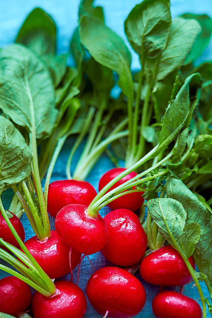 Fresh radishes