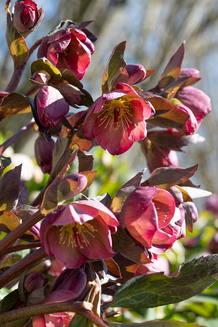 Lenten Rose (also Oriental hellebore, Helleborus orientalis), red flowering shrub