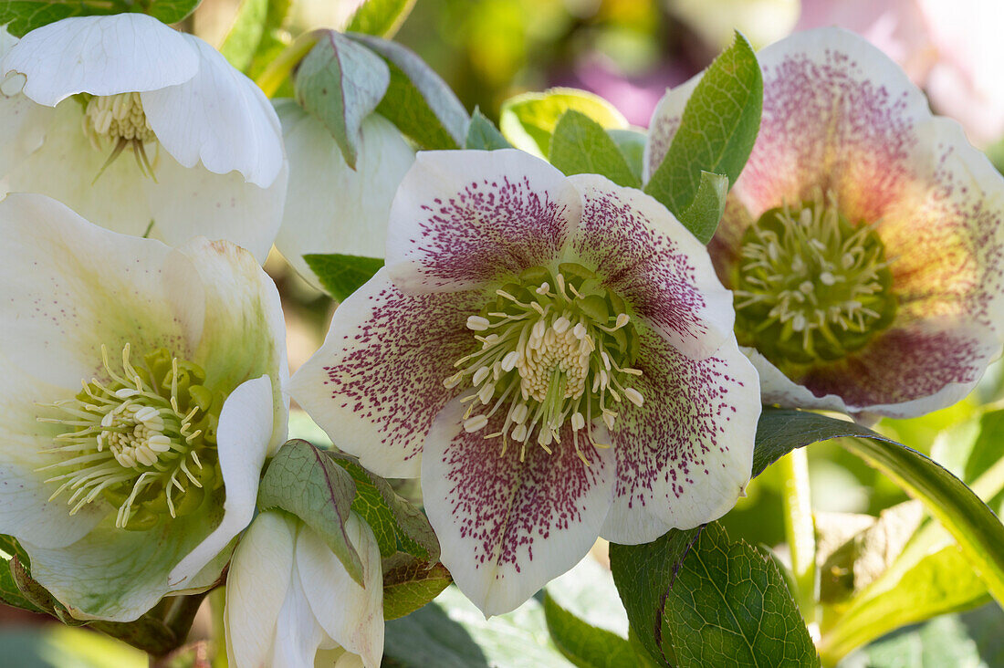 Lenten Rose (also known as Oriental hellebores, Helleborus orientalis), white flowering