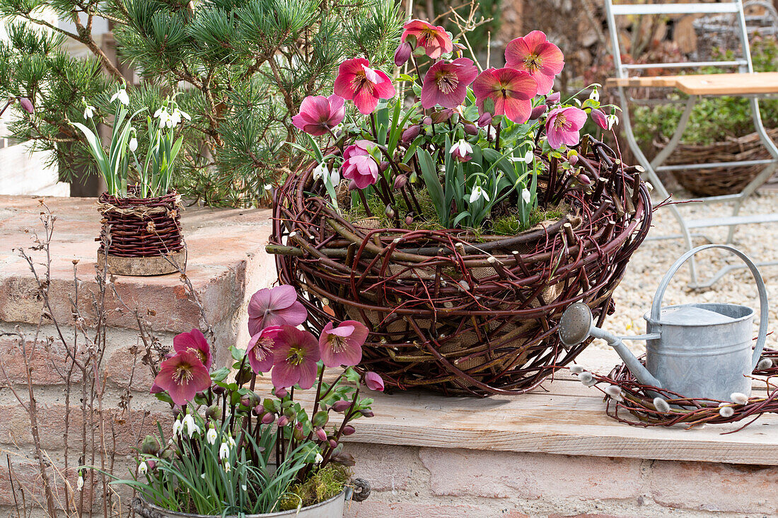 Flechtkorb mit rosa Christrosen 'Winterangel' (Helleborus orientalis) und Schneeglöckchen (Galanthus nivalis)