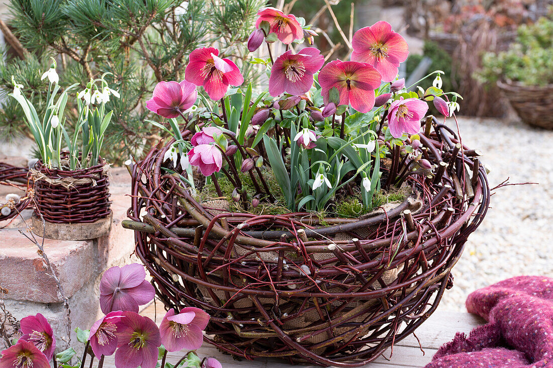 Pink peonies 'Winterangel' (Helleborus orientalis) and snowdrops (Galanthus nivalis) in a wicker basket