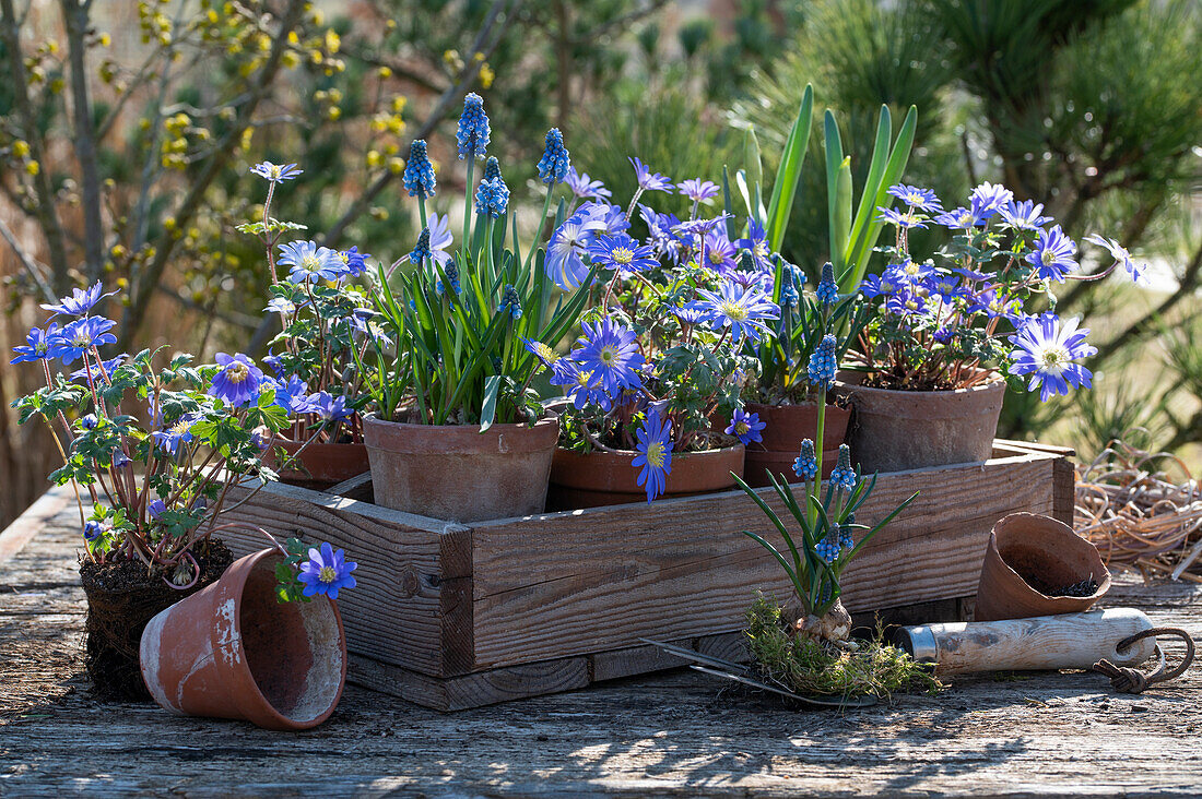 Balkan anemone (Anemone blanda) and grape hyacinths (Muscari) in pots