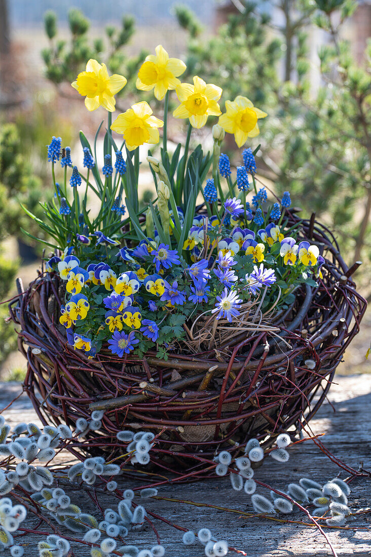 Daffodils (Narcissus), horned violets, (Viola cornuta), balkan anemone (Anemone blanda), grape hyacinths (Muscari), in wicker basket and catkin pussy willow (Salix caprea)