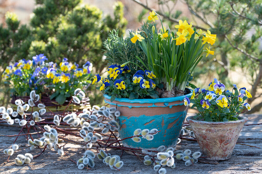 Daffodils (Narcissus), Rosemary, (Rosmarinus officinalis), Horned Violet, (Viola cornuta), in a pot and Pussy Willow catkins (Salix caprea)