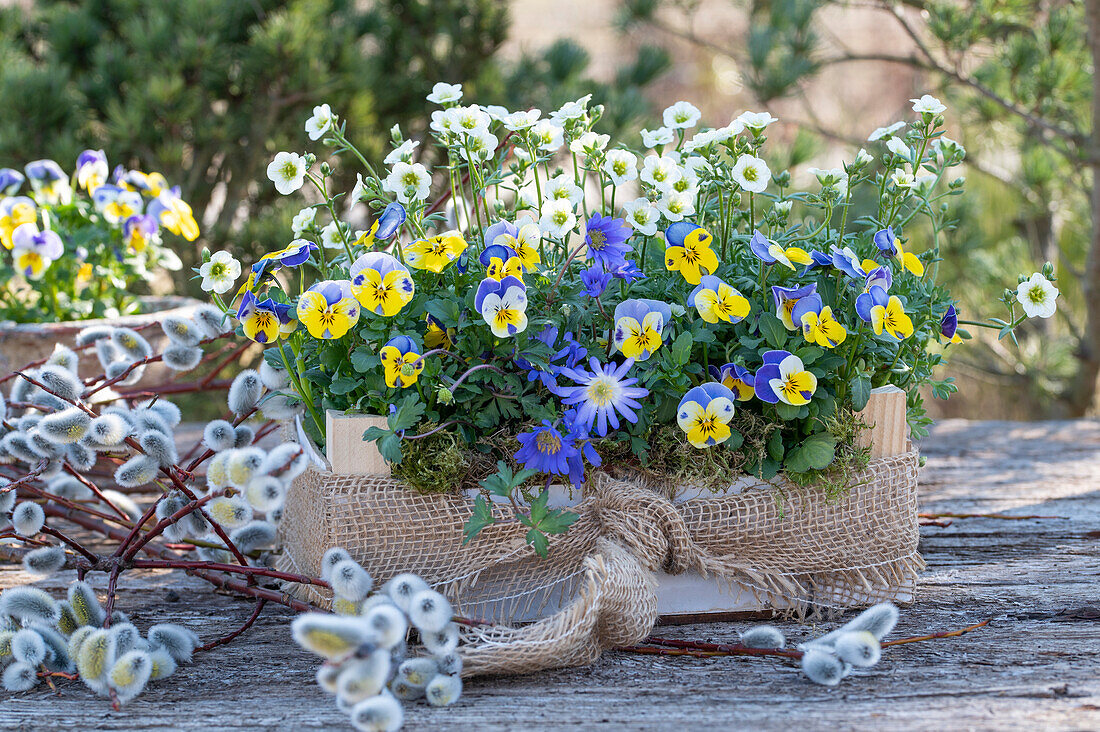 Flower bowl with horned violet (Viola cornuta), Balkan anemone (Anemone blanda), mossy saxifrage, (Saxifraga arendsii) and pussy willow catkins