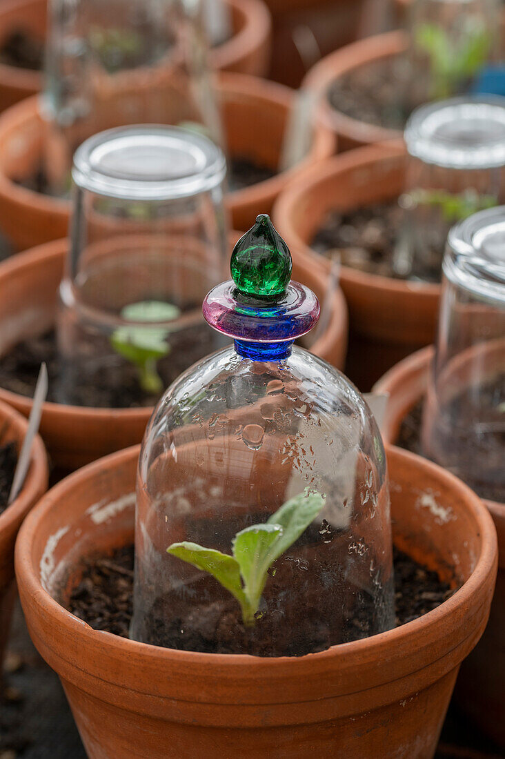 Artichoke seedlings (Cynara scolymus) - seedlings in a pot