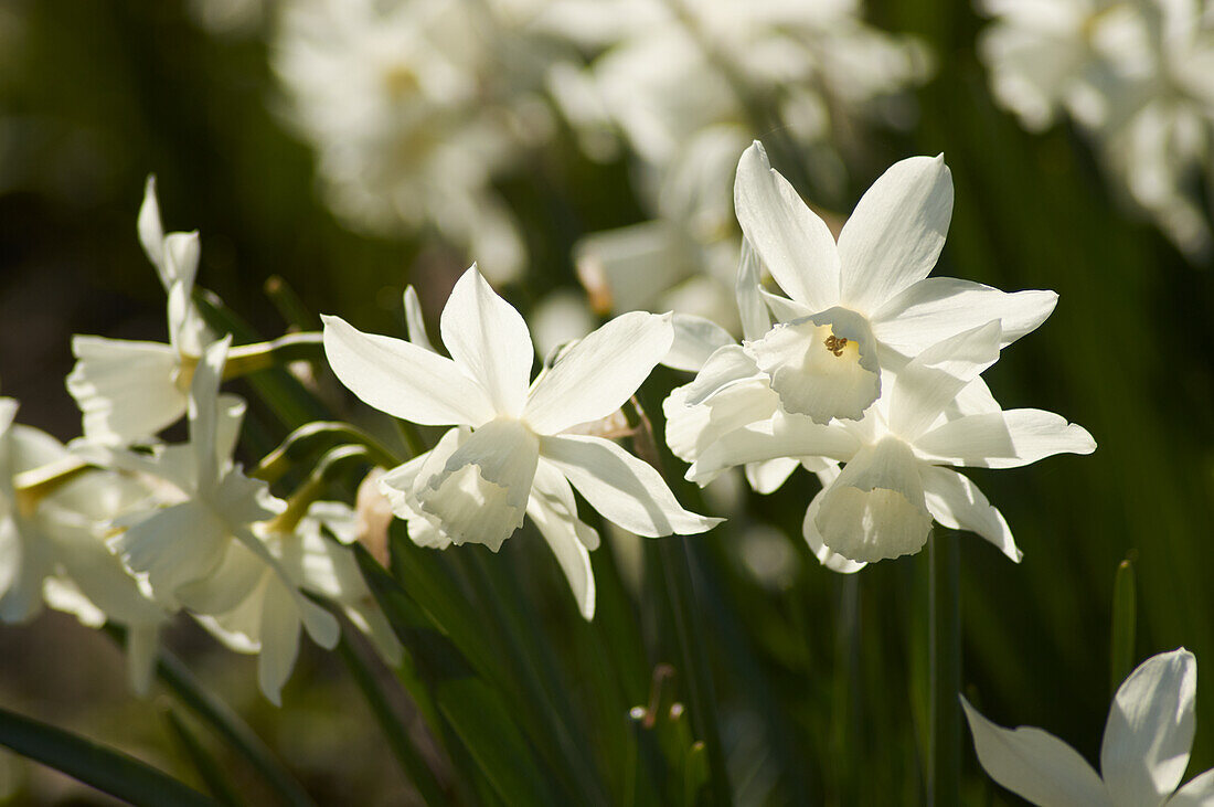 Weiße Narzissen (Narcissus poeticus) im Garten