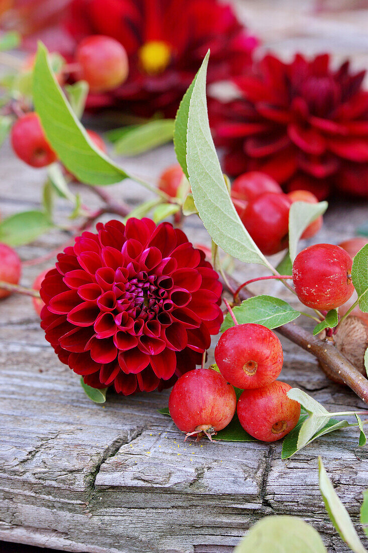 Dahlienblüte (dahlia) und Zierapfelzweig auf Holzuntergrund