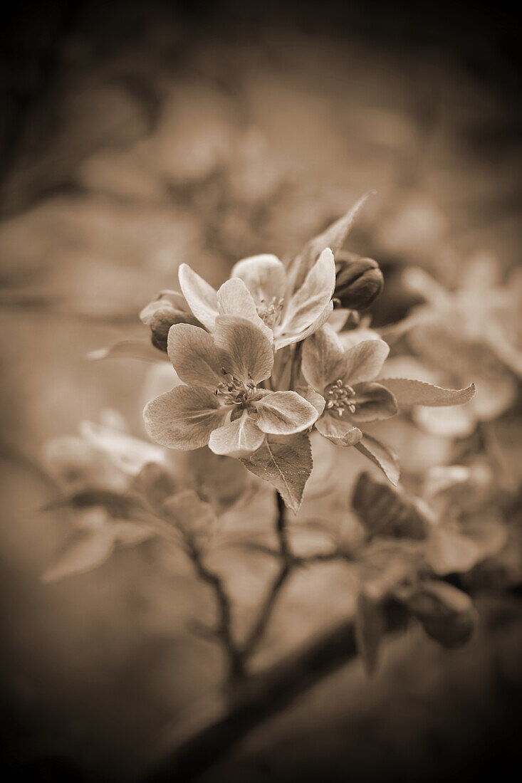 Fruit blossom