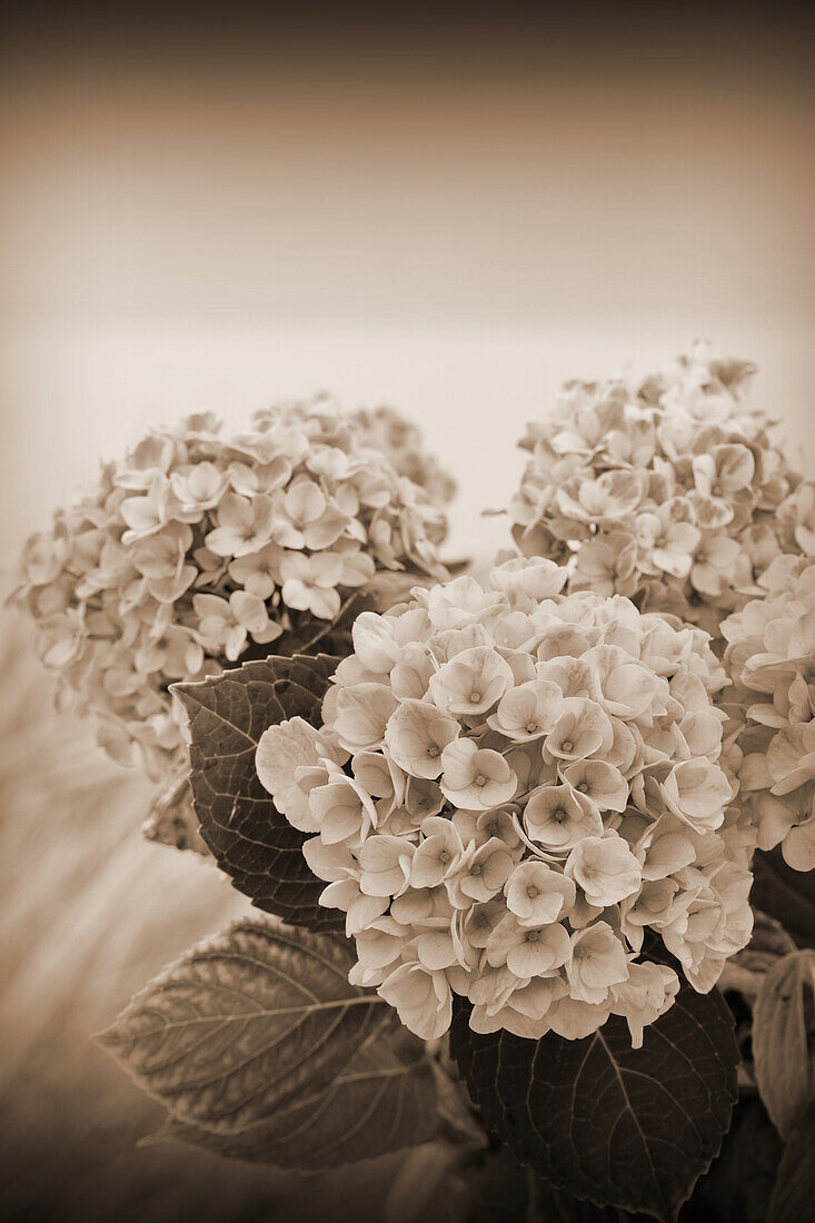 Hortensienblüten (Hydrangea) im Topf