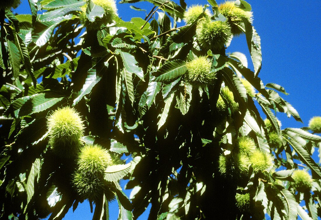 Sweet chestnuts on the tree (background: blue sky)