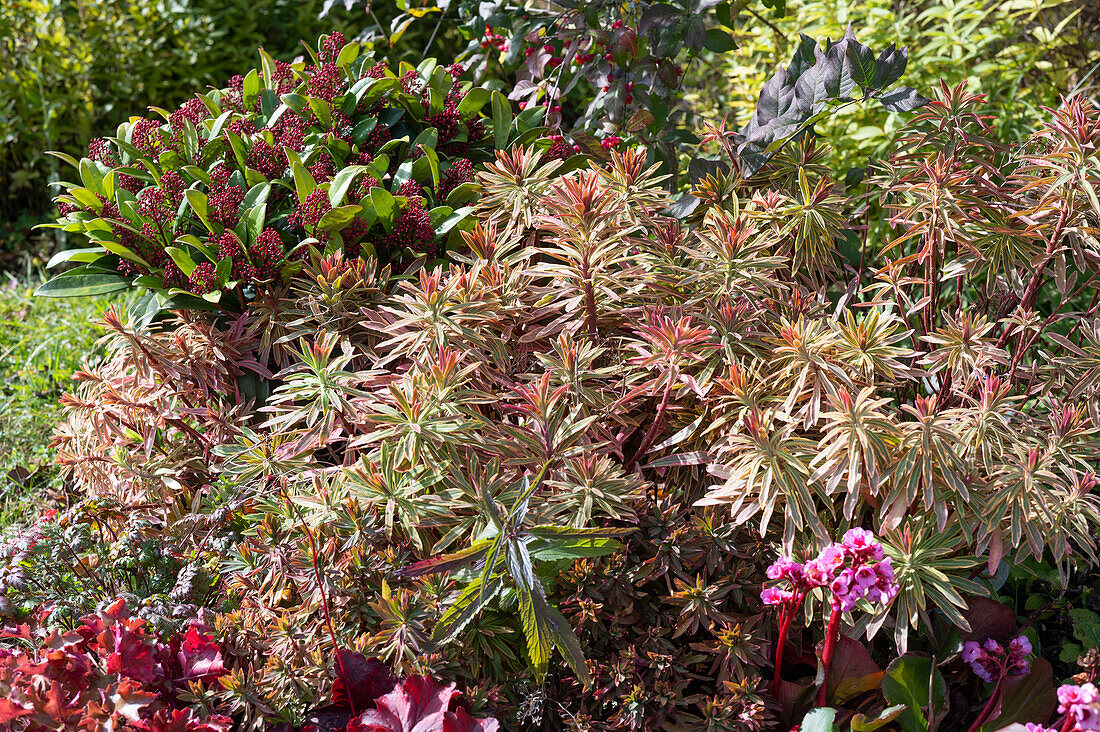 Cushion spurge (Euphorbia polychroma) and Skimmia, in autumn