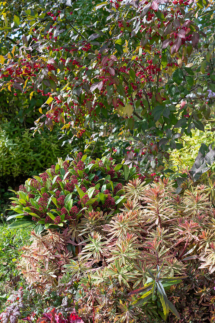 Many-coloured spurge (Euphorbia polychroma), Skimmia, spindle bush (Euonymus eurpaeus) in autumn