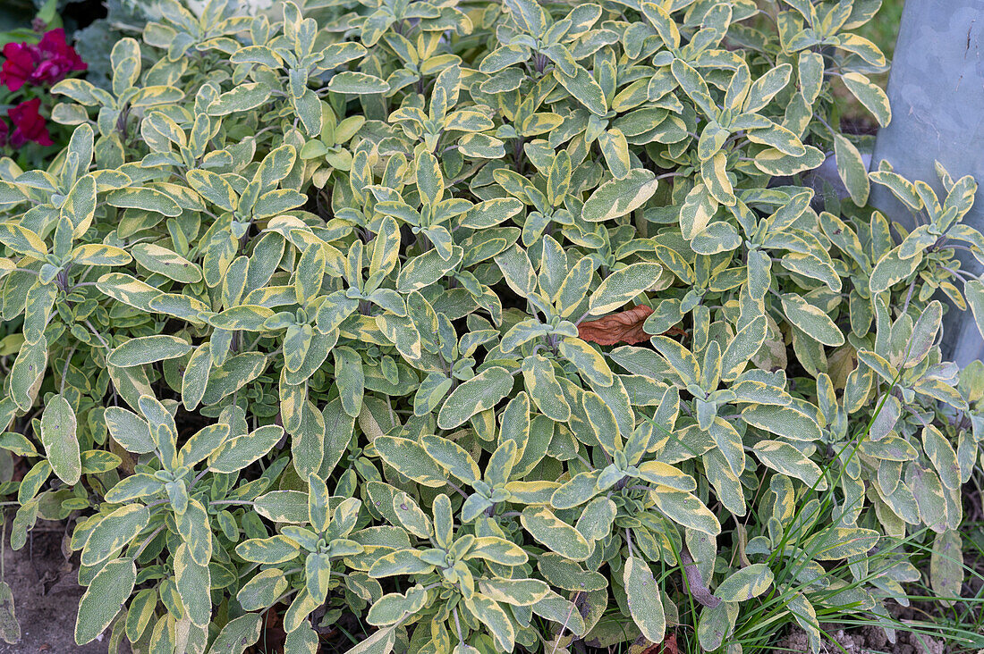 Common sage (Salvia officinalis), variegated sage in a pot