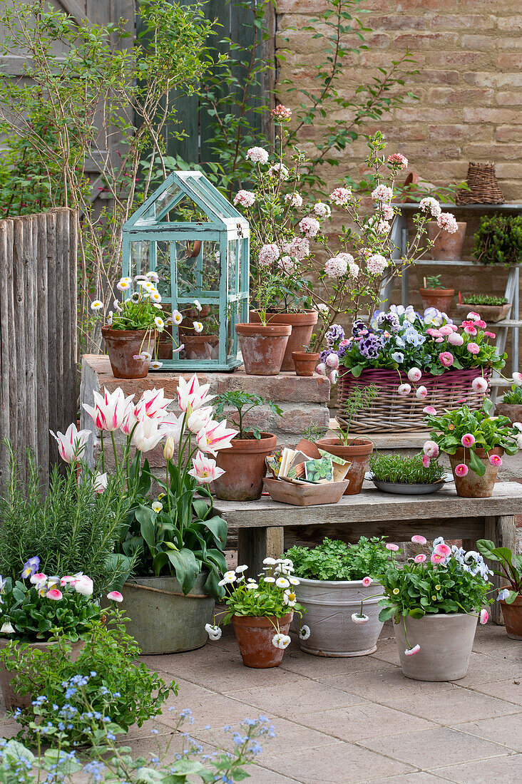 Lilienblütige Tulpe 'Marilyn' (Tulipa), Petersilie, Gänseblümchen, (Bellis), Honveilchen, Schneeball (Viburnum Carlesii), Aussaat, Rosmarin, Tomate, Fenchel in Töpfen