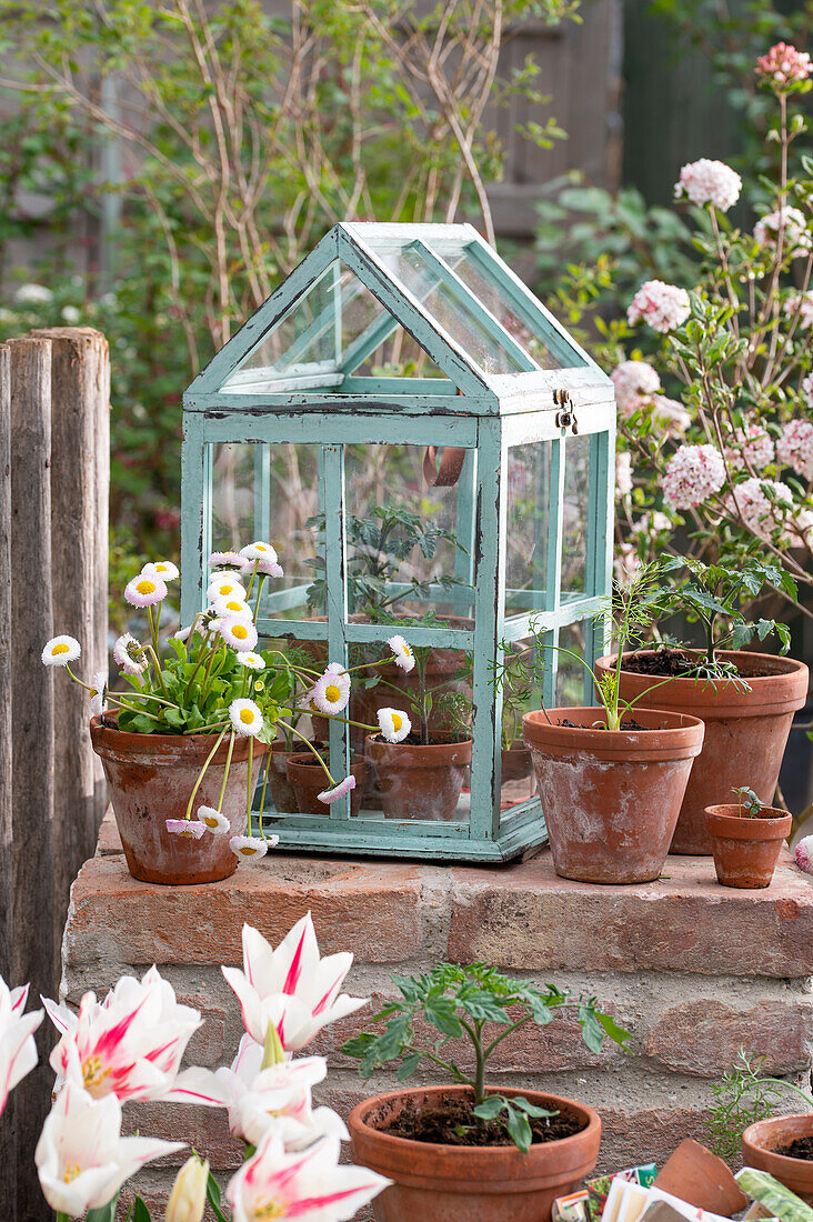 Minigewächshaus mit Tomatenpflanze, Gänseblümchen und Tulpe 'Marilyn' im Topf